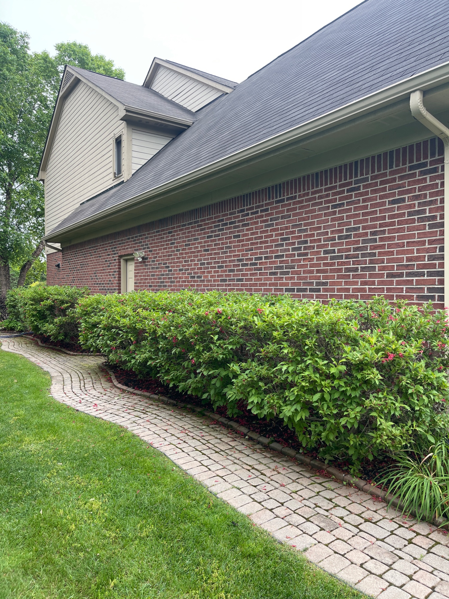 After: neat uniform hedge